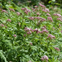 Hemp Agrimony